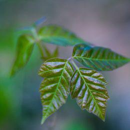 Don’t make the same mistake: Poison Ivy